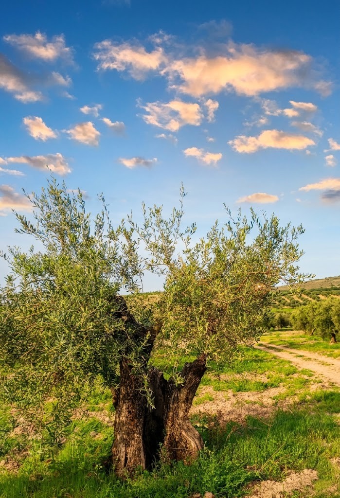 Olivar centenario en La Rioja al atardecer